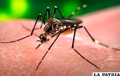 El mosquito Aedes Aegypti /ANF/Archivo