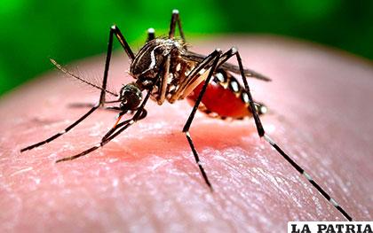 El zika pasa de ser una enfermedad transmitida por vectores a ser una enfermedad de transmisión sexual /visiontotal.co