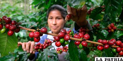 La participación de la mujer en el negocio del café es más activa