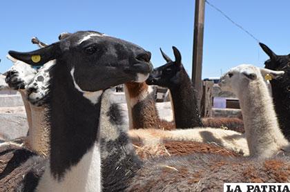 Productores de camélidos expresaron su molestia por el decomiso de carne en la ciudad de El Alto
