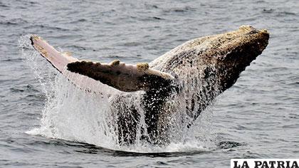 El turismo de avistamiento de cetáceos empezó a desarrollarse en Panamá a finales de 1990