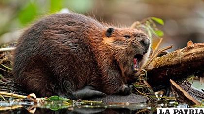 En Tierra del Fuego-Argentina ya no quieren a los castores