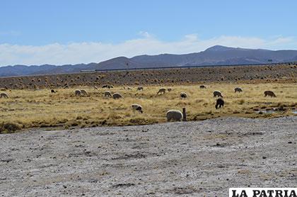 La sequía continúa azotando a las comunidades del departamento, en particular en todo el occidente