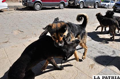 Oruro es la segunda ciudad que registra más casos de rabia, después de Santa Cruz /Archivo