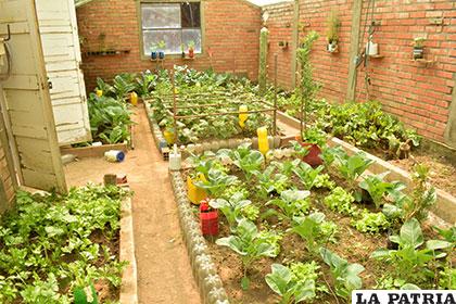 Diversas plantas y hortalizas son producidas en la carpa solar