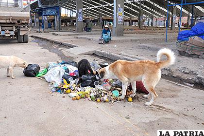 Concentración de canes en los mercados genera preocupación de comerciantes