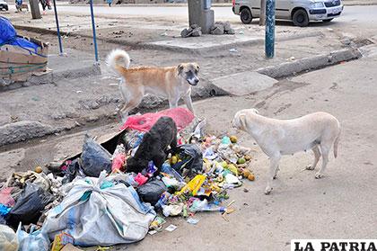 Canes vagabundos en medio de basura