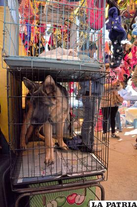 La venta de perros en los mercados está prohibida /Archivo