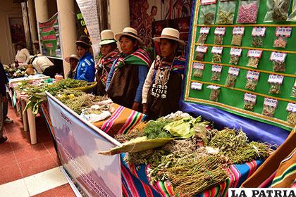 Buscan elaborar propia farmacopea de plantas medicinales de la región