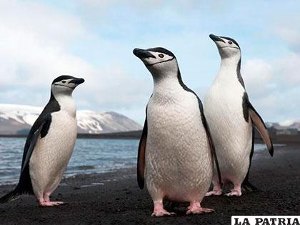 Los antepasados de los pingüinos podían volar
