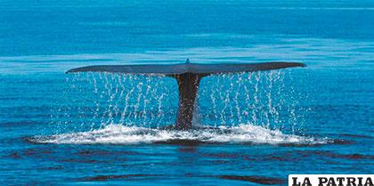 Las ballenas azules miden unos 25 y 30 metros de largo