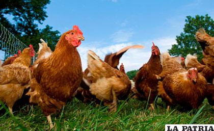 Según la FAO, cerca de un 17% de las razas de animales de granja en el mundo está en peligro de extinción