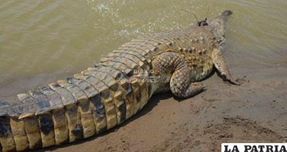 El cocodrilo llanero es una especie que está en vías de extinción