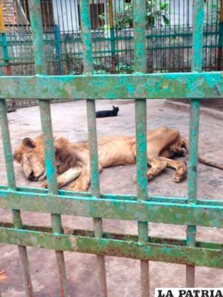 Estos recintos de tortura y explotación existen por todo el planeta