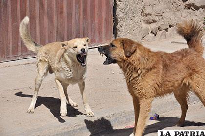 La rabia canina es una enfermedad mortal /Archivo