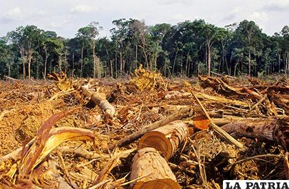En los bosques nacionales, como el de Ixiamas se debe priorizar el desarrollo sostenible