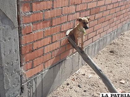Uno de los cachorros intentaba salir por el hueco de la pared