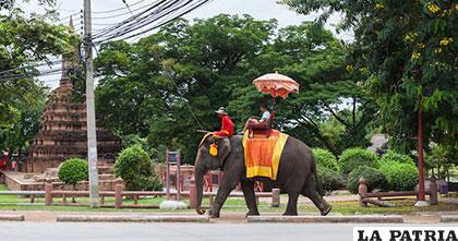 En Tailandia utilizan a los elefantes como entretenimiento del turismo