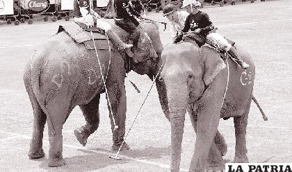 El primer espectáculo de polo sobre elefantes se celebró en Tailandia en 2001 / wp.com