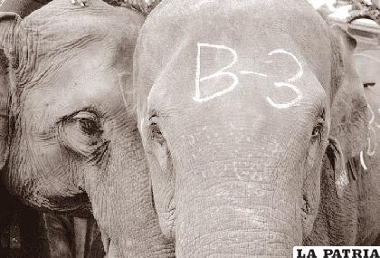 PETA afirma que los elefantes usados en competencias son sometidos a sesiones violentas / wp.com