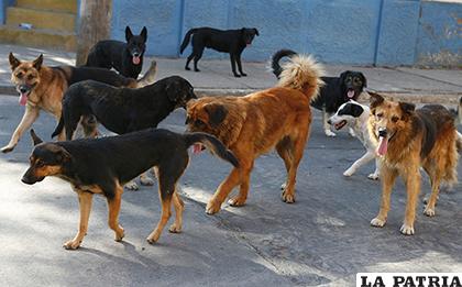 Incrementa población canina y casos de mordeduras en Oruro/ LA PATRIA/ARCHIVO