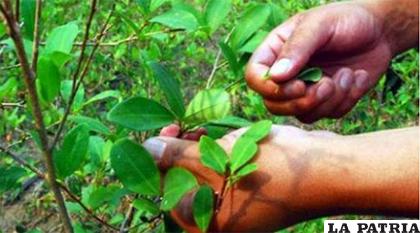 La Ondcp afirma que el cultivo de coca en Perú y Bolivia 