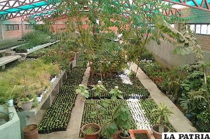Viveros tendrán una capacidad de producción de algo más de 100 mil plantines al año/ LA PATRIA ilustrativa