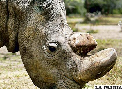 Esperan que la protección del rinoceronte sea de manera temporal / S2.LATERCERA.COMS2.LATERCERA.COM
