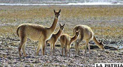 La vicuña, entre los camélidos, es considerada como la llama de oro /INFOALPACAS