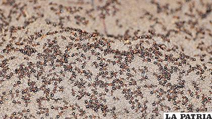 Las hormigas estuvieron aisladas durante décadas