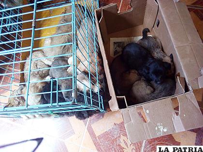 Cachorros decomisados en el mercado Kantuta /LA PATRIA
