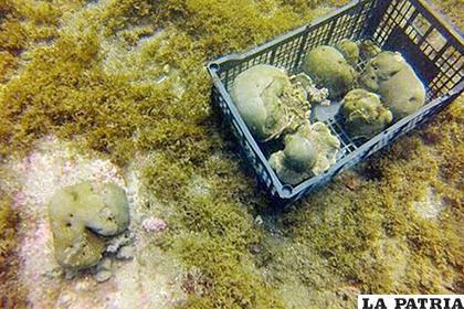 Muestra de pasto marino y corales con el síndrome blanco en el estado de Quintana Roo (México) /infobae.com
