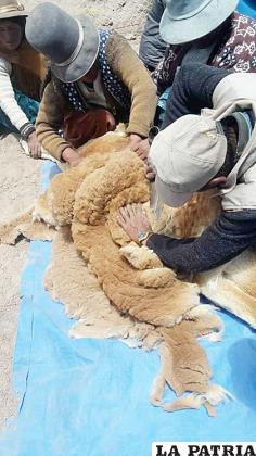 Comercialización de fibra de vicuña genera recursos económicos para comunidades /Gad-Oru