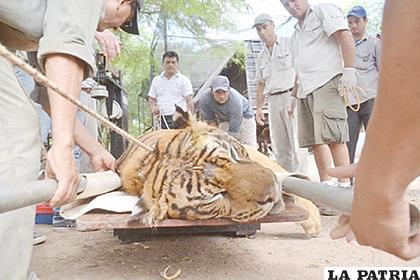 Rescate de un Tigre de Bengala maltratado por los circos
