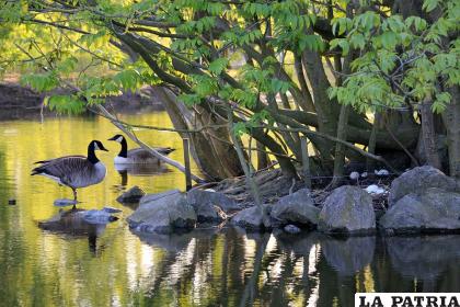 La pérdida de biodiversidad y el cambio climático son factores que afectan a la naturaleza