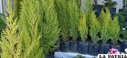 Más de 2.500 árboles fueron plantados en Oruro /LA PATRIA