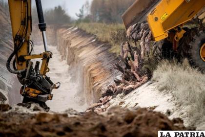 Visones muertos son enterrados en una fosa común en Dinamarca
