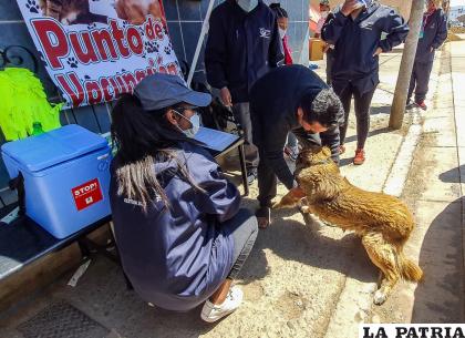 Más de 80 mil mascotas fueron vacunadas contra la rabia canina /Emilio Castillo
