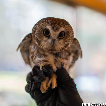 Un pequeño búho fue hallado en las ramas del árbol de Navidad del Rockefeller

