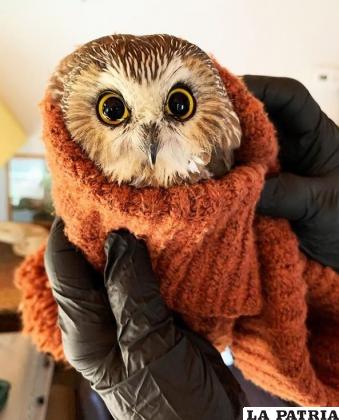 El pequeño búho se encontraba deshidratado