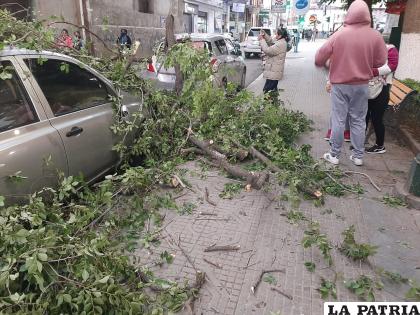 La Alcaldía habría olvidado proceder con la poda de los árboles de esta plaza, y su frondosidad y ramificación sumada al viento provocaron la caída de las ramas