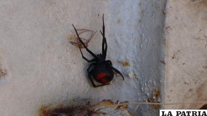 Uno de los ejemplares encontrados en el campo universitario de la UTO /RTVU