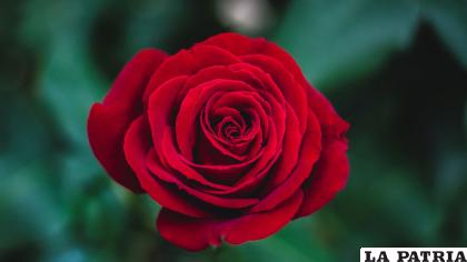 Las rosas no solo son hermosas, también son curativas /NATGEO