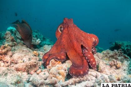 Los pulpos son los animales más inteligentes de los invertebrados /NATGEO