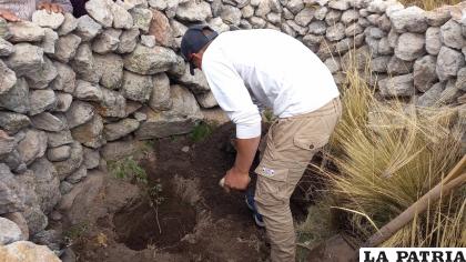 Uno de los voluntarios procede a plantar vida en Chachacomani /WASI PACHA