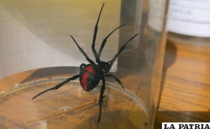 Supuesta viuda negra fue capturada /GAMO