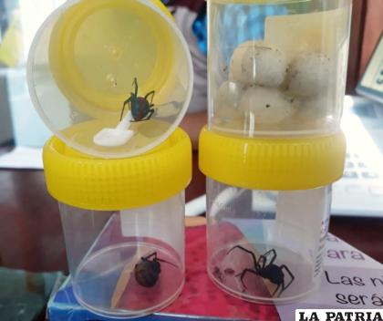 Captura de arañas parecidas a las viudas negras en la FNI /SEDES