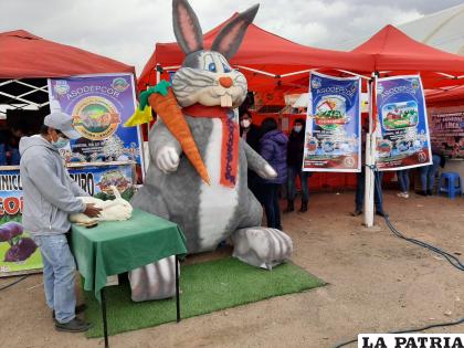 Visitantes mostraron simpatía por los conejos que expone Asodepcor /LA PATRIA