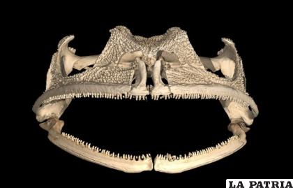 La dentadura completa de la rana /NATGEO