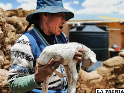 Una de las comunarias muestra a su ovejita muerta /WASI PACHA